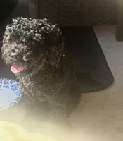 Onyx, a male Cavapoo and Poodle - Toy  for sale in Denton, TX – 3 of 4