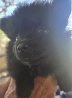 Bubba, a male Pomeranian for sale in Wichita, KS – 3 of 4