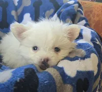 Mr. Teddy, a male Pomeranian for sale in Wichita, KS – 4 of 4