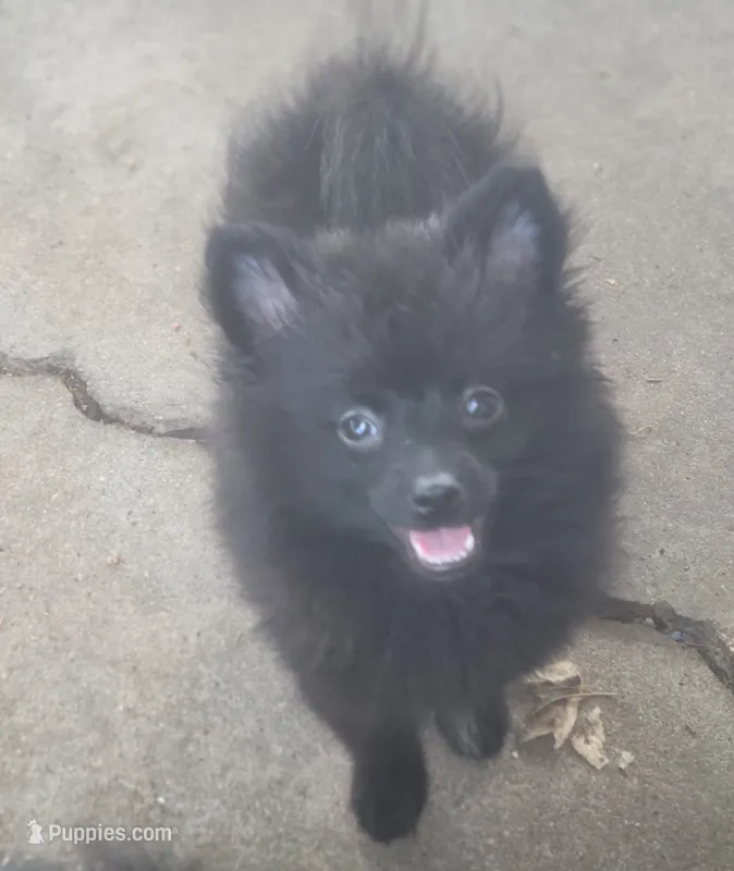 Andy – Pomeranian puppy for sale in Wichita, KS