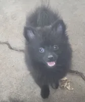 Andy, a male Pomeranian for sale in Wichita, KS – 1 of 4