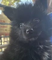 Andy, a male Pomeranian for sale in Wichita, KS – 4 of 4