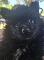 Andy, a male Pomeranian for sale in Wichita, KS – 2 of 4