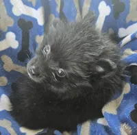 Bubba, a male Pomeranian for sale in Wichita, KS – 2 of 4