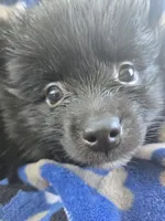 Bear-Bear, a male Pomeranian for sale in Wichita, KS – 4 of 4