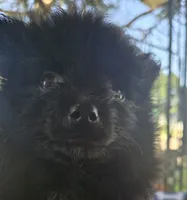 Bubba, a male Pomeranian for sale in Wichita, KS – 4 of 4