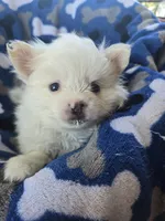 Mr. Teddy, a male Pomeranian for sale in Wichita, KS – 3 of 4