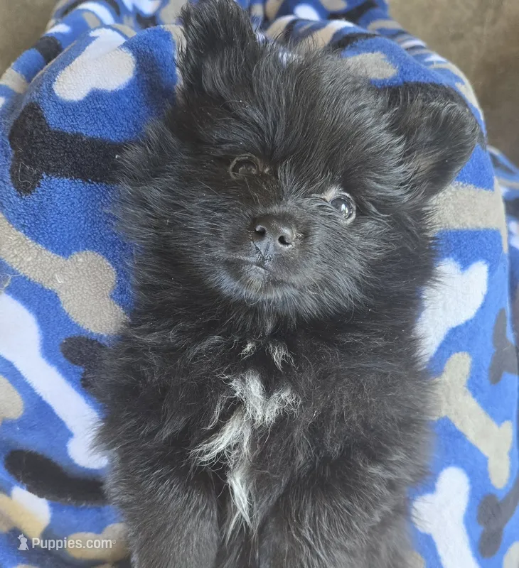 Andy – Pomeranian puppy for sale in Wichita, KS