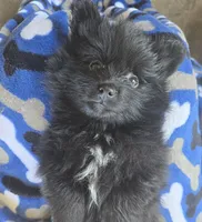 Andy, a male Pomeranian for sale in Wichita, KS – 1 of 4