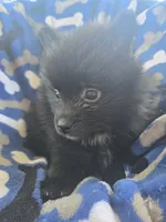 Bear-Bear, a male Pomeranian for sale in Wichita, KS – 3 of 4