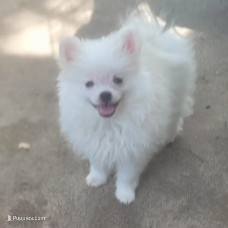 Mr. Teddy – Pomeranian puppy for sale in Wichita, KS