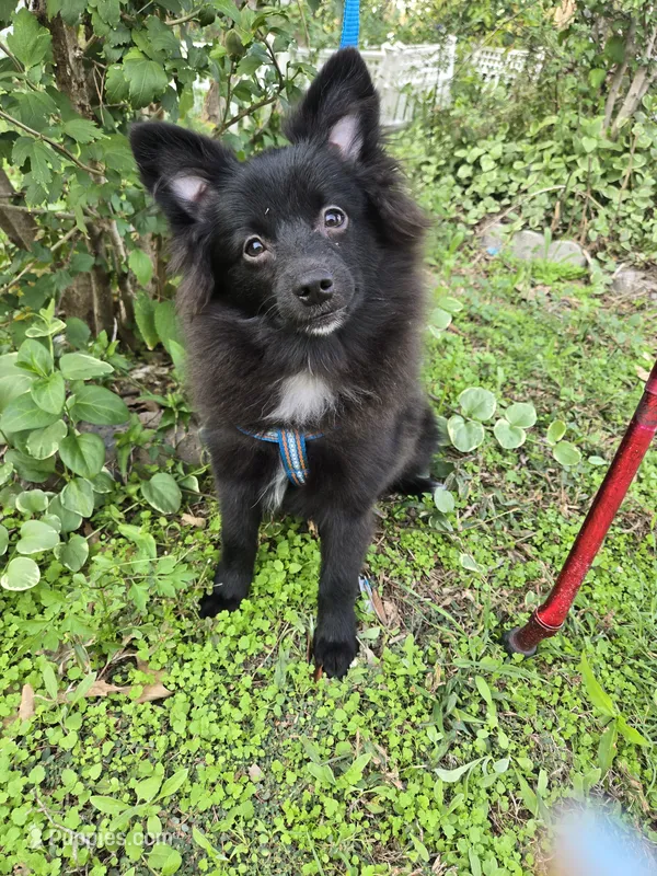 Bear-Bear – Pomeranian puppy for sale in Wichita, KS
