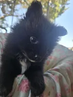 Sarah, a female Pomeranian for sale in Wichita, KS – 3 of 4
