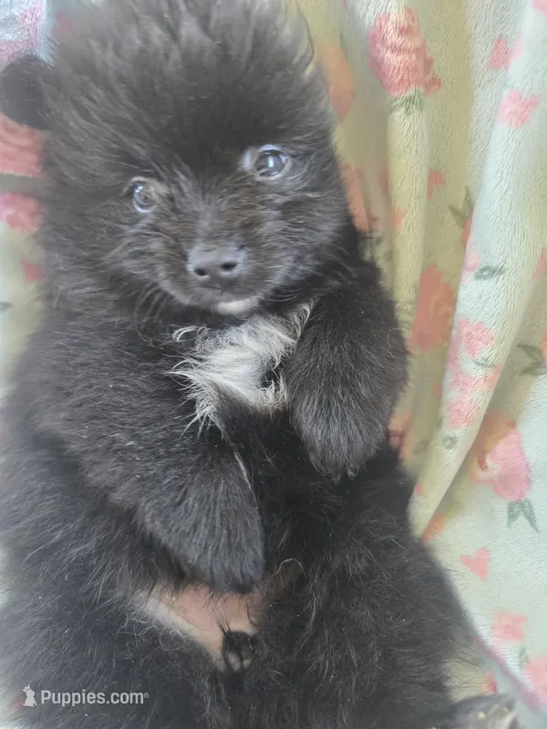Sarah – Pomeranian puppy for sale in Wichita, KS