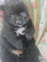 Sarah, a female Pomeranian for sale in Wichita, KS – 1 of 4