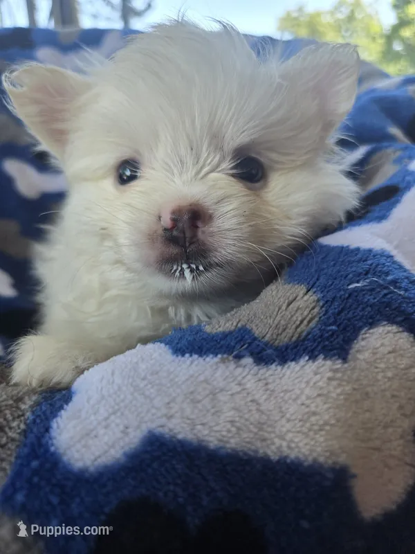 Mr. Teddy – Pomeranian puppy for sale in Wichita, KS