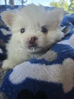 Mr. Teddy, a male Pomeranian for sale in Wichita, KS – 1 of 4