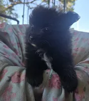 Sarah, a female Pomeranian for sale in Wichita, KS – 4 of 4
