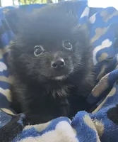 Bear-Bear, a male Pomeranian for sale in Wichita, KS – 2 of 4