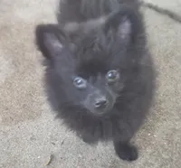 Bear-Bear, a male Pomeranian for sale in Wichita, KS – 2 of 5