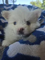 Mr. Teddy, a male Pomeranian for sale in Wichita, KS – 2 of 4