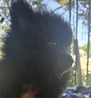 Bubba, a male Pomeranian for sale in Wichita, KS – 1 of 4