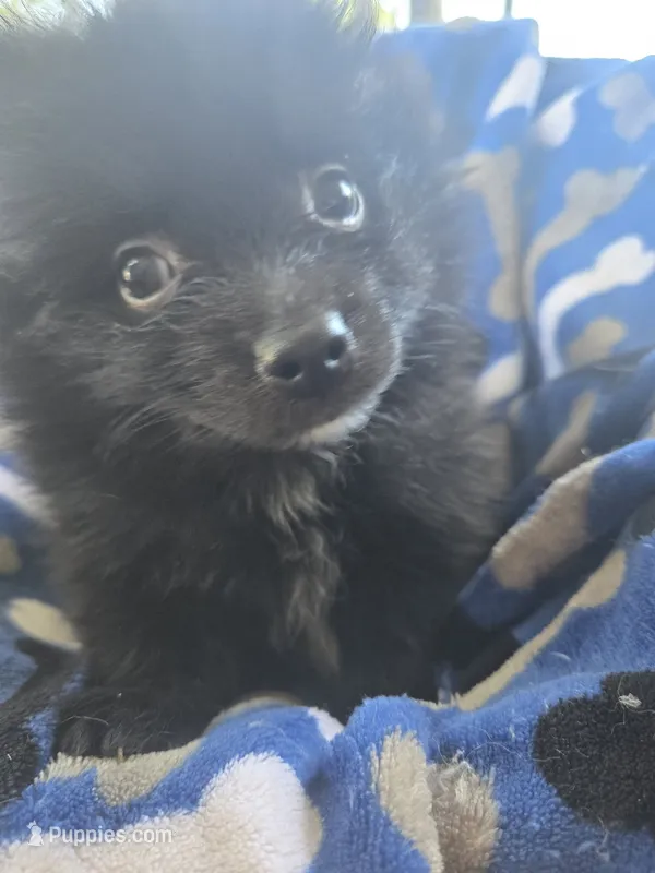 Bear-Bear – Pomeranian puppy for sale in Wichita, KS