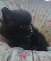 Sarah, a female Pomeranian for sale in Wichita, KS – 2 of 4
