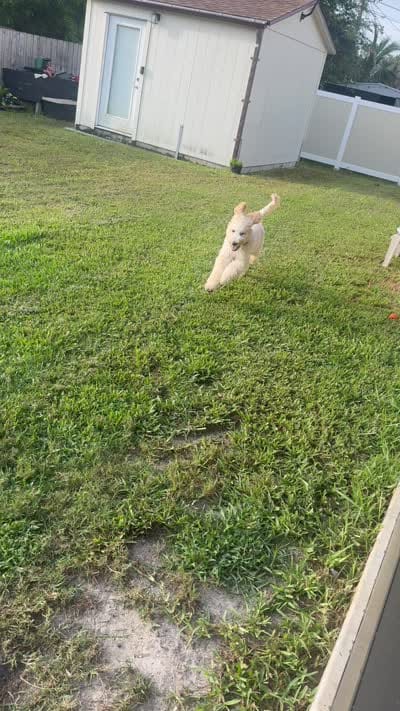 Rocky , a male Labradoodle for sale in Port Saint Lucie, FL – 5 of 5