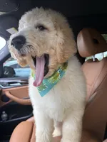 Rocky , a male Labradoodle for sale in Port Saint Lucie, FL – 3 of 5