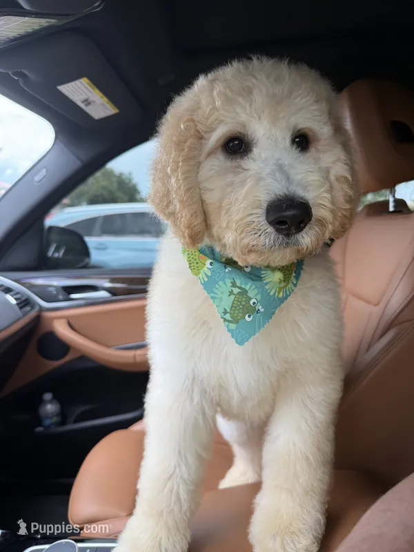 Rocky  – Labradoodle puppy for sale in Port Saint Lucie, FL