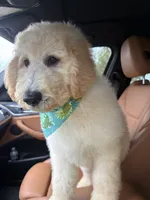 Rocky , a male Labradoodle for sale in Port Saint Lucie, FL – 2 of 5