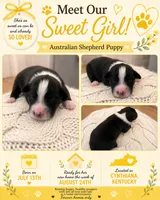 Sunshine: Female Australian Shepherd, a female Australian Shepherd for sale in Cynthiana, KY – 1 of 1