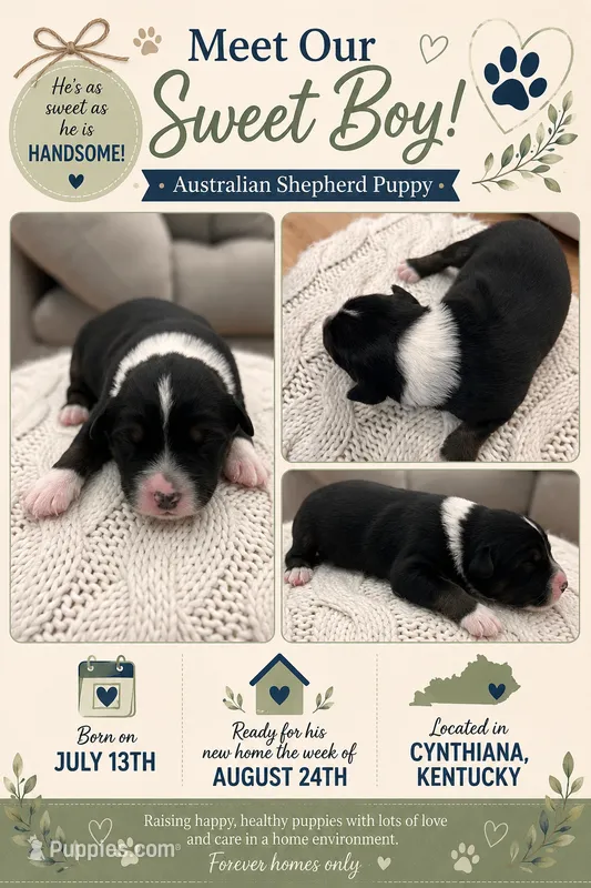 Feather: Male Australian Shepherd – Australian Shepherd puppy for sale in Cynthiana, KY