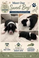 Feather: Male Australian Shepherd, a male Australian Shepherd for sale in Cynthiana, KY – 1 of 1