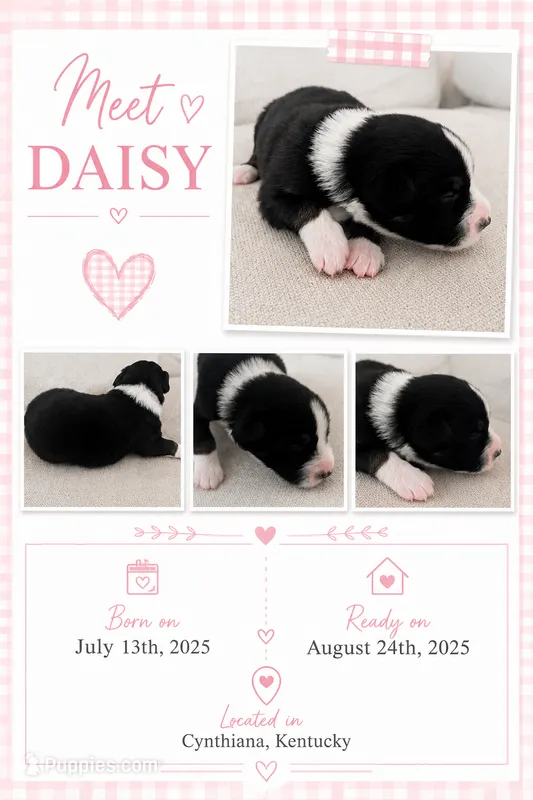 Daisy: Female Australian Shepherd – Australian Shepherd puppy for sale in Cynthiana, KY