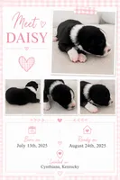 Daisy: Female Australian Shepherd, a female Australian Shepherd for sale in Cynthiana, KY – 1 of 1