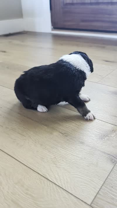 Ginger: Female Australian Shepherd, a female Australian Shepherd for sale in Cynthiana, KY – 3 of 3