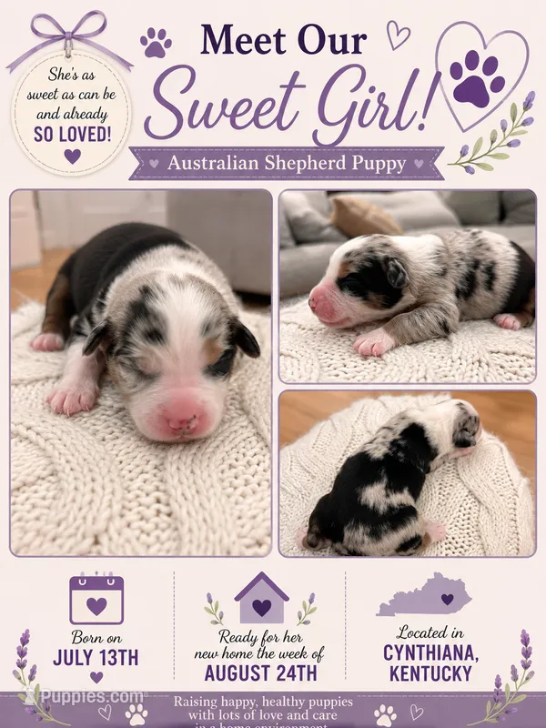 Snowy: Female Australian Shepherd – Australian Shepherd puppy for sale in Cynthiana, KY