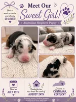 Snowy: Female Australian Shepherd, a female Australian Shepherd for sale in Cynthiana, KY – 1 of 1