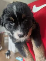 Feather: Male Australian Shepherd, a male Australian Shepherd for sale in Cynthiana, KY – 5 of 6