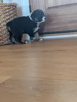 Feather: Male Australian Shepherd, a male Australian Shepherd for sale in Cynthiana, KY – 4 of 6