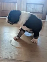 Olive: Male Australian Shepherd , a male Australian Shepherd for sale in Cynthiana, KY – 2 of 5