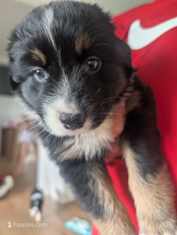 Feather: Male Australian Shepherd – Australian Shepherd puppy for sale in Cynthiana, KY