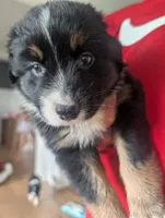 Feather: Male Australian Shepherd, a male Australian Shepherd for sale in Cynthiana, KY – 1 of 6