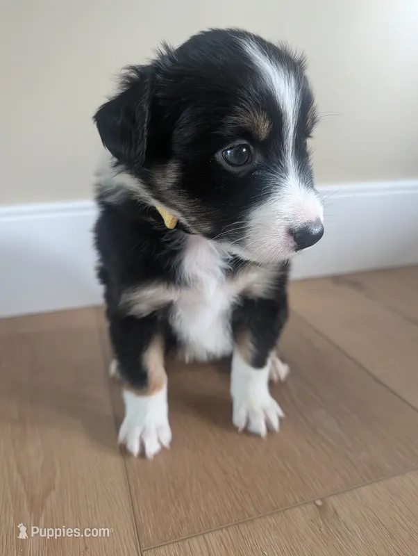 Ginger: Female Australian Shepherd – Australian Shepherd puppy for sale in Cynthiana, KY