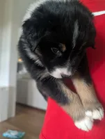 Feather: Male Australian Shepherd, a male Australian Shepherd for sale in Cynthiana, KY – 3 of 6