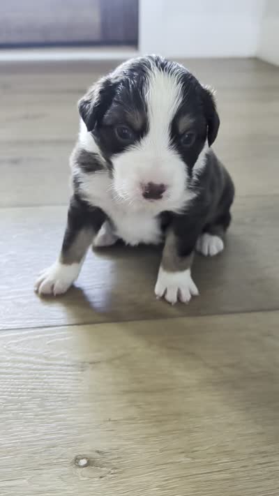 Olive: Male Australian Shepherd , a male Australian Shepherd for sale in Cynthiana, KY – 5 of 5