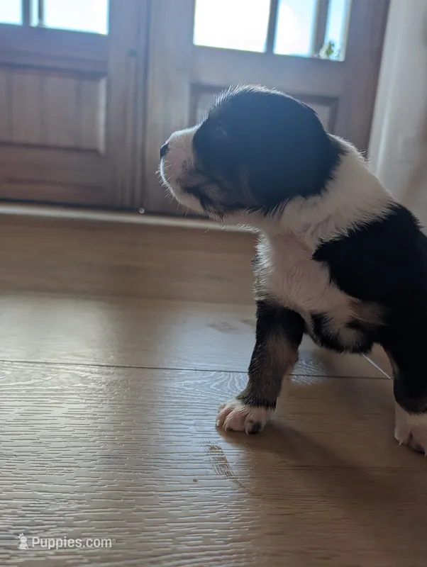 Olive: Male Australian Shepherd  – Australian Shepherd puppy for sale in Cynthiana, KY