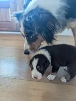 Olive: Male Australian Shepherd , a male Australian Shepherd for sale in Cynthiana, KY – 4 of 5